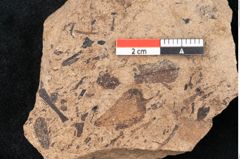 Foto (Detailansicht) von Araucaria sternbergii Goeppert (NHMW-GEO-2024-0188-8284)